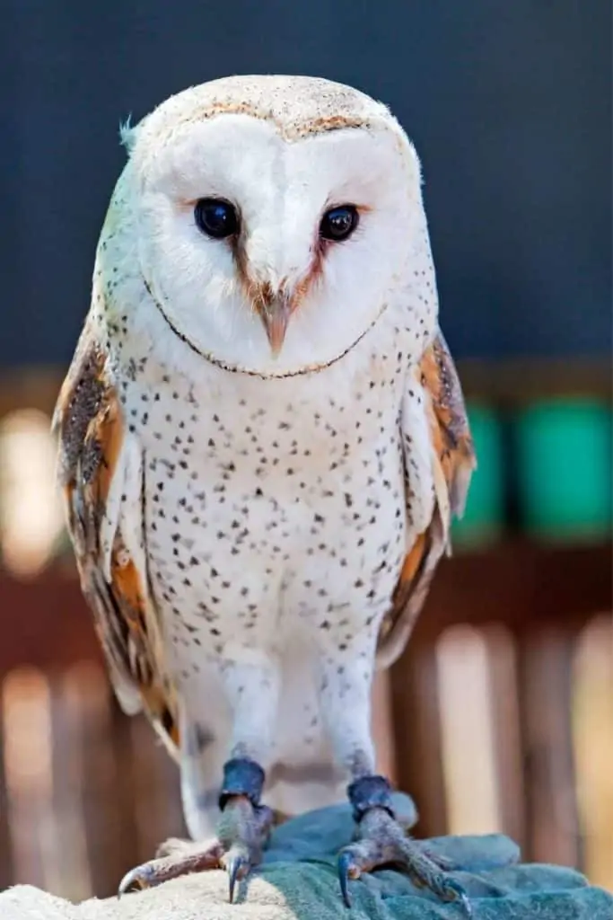 owl representing peace