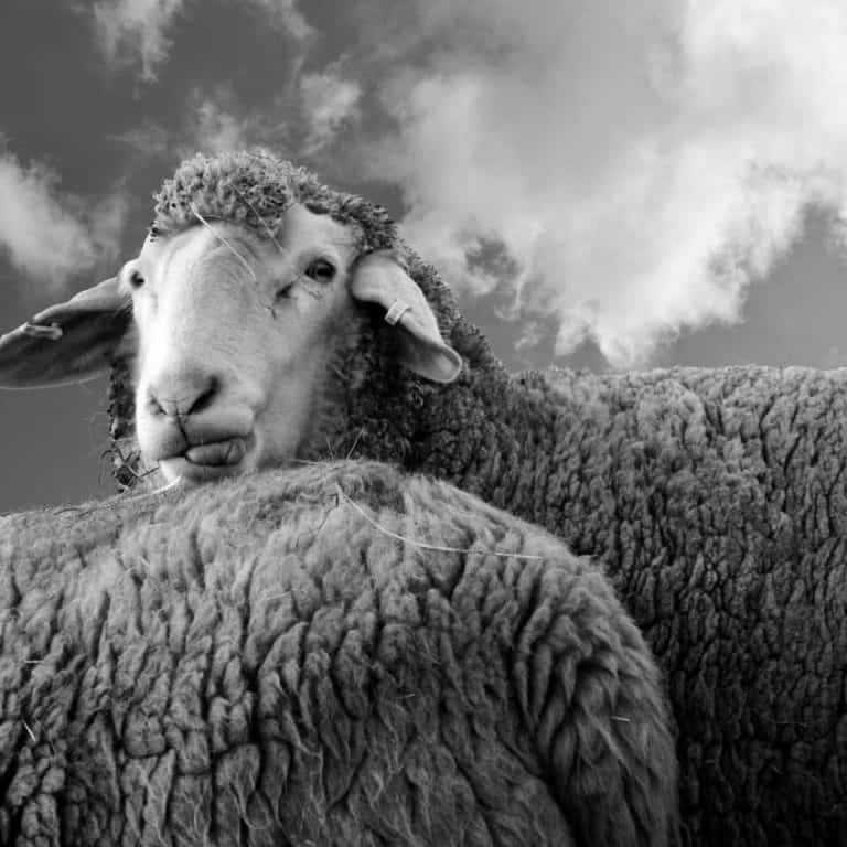 sheep-symbolism-spirit-totem-meanings-uncovered