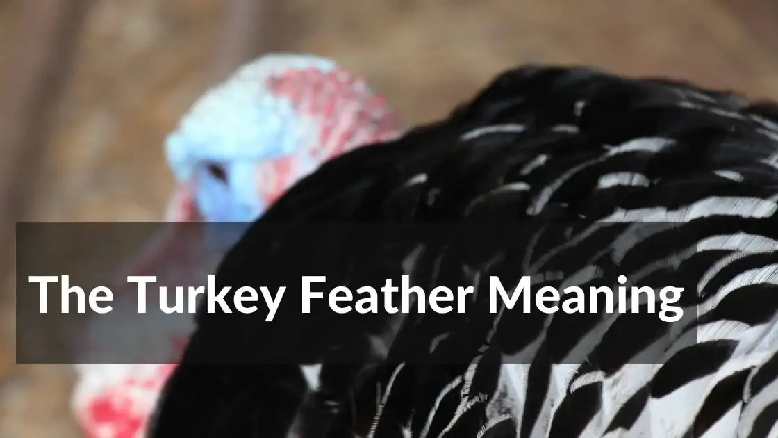 turkey feather meaning