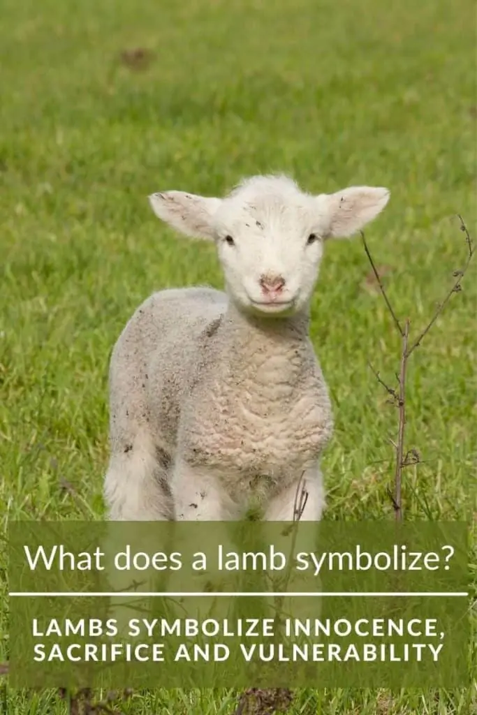 what does lamb symbolize