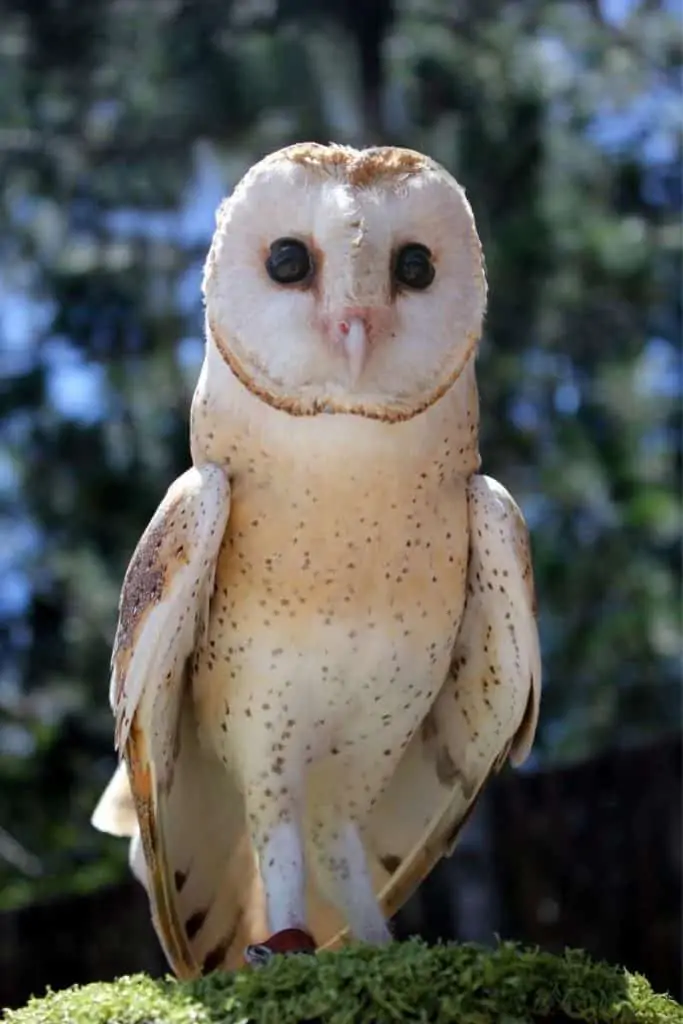 white owl crossing path