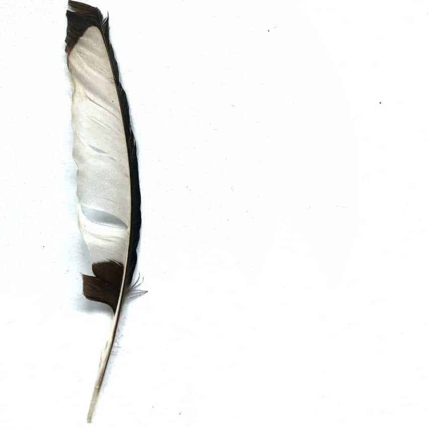 Magpie feather