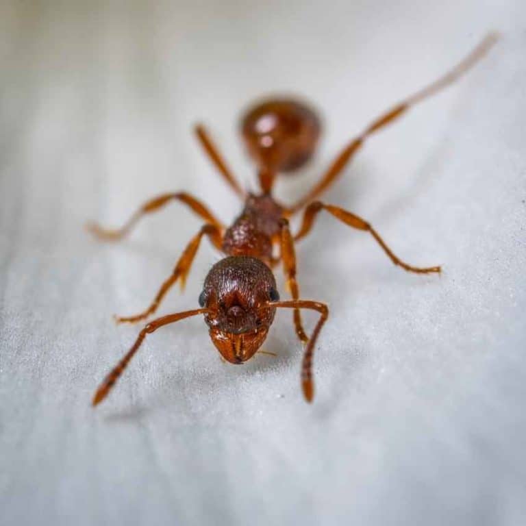 ant-symbolism-understanding-the-spiritual-meaning-of-ants