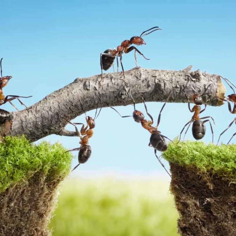 ant-symbolism-understanding-the-spiritual-meaning-of-ants