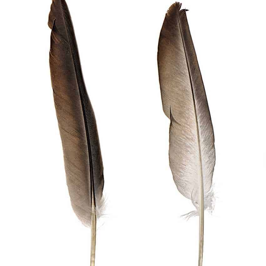 feather Spiritual meaning