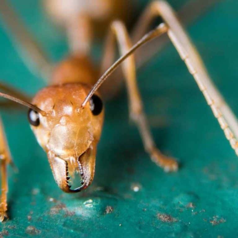 ant-symbolism-understanding-the-spiritual-meaning-of-ants