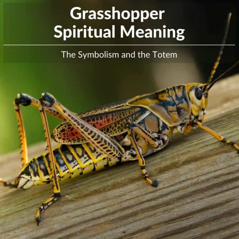 grasshopper-spiritual-meaning-unlock-your-inner-wisdom