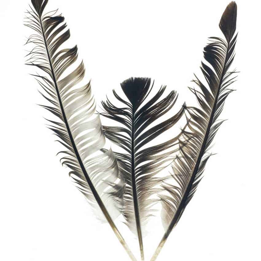 Gray feather