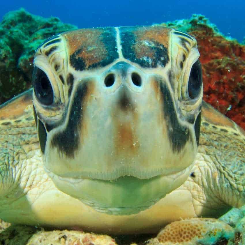 Sea Turtle Symbolism Navigating The Symbolic Waters Of Life