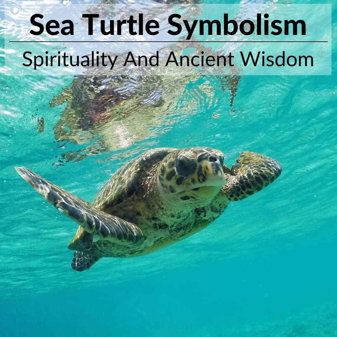 Sea Turtle Symbolism Navigating The Symbolic Waters Of Life