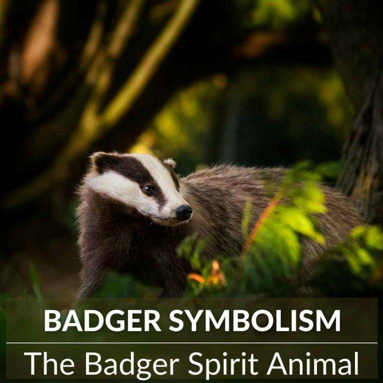 badger-symbolism-unlocking-the-power-of-the-spirit-animal