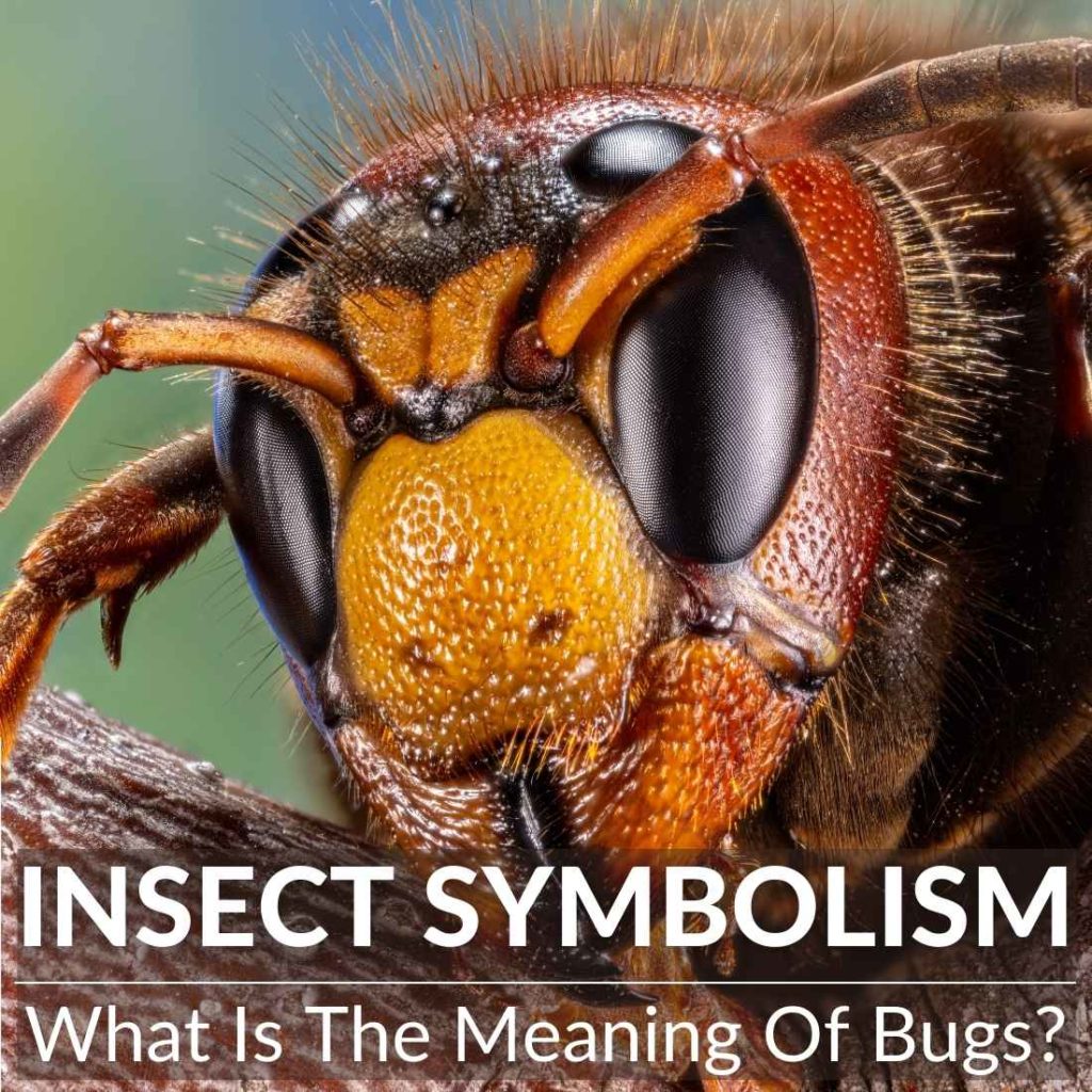 insect-symbolism-what-is-the-meaning-of-bugs-a-full-guide