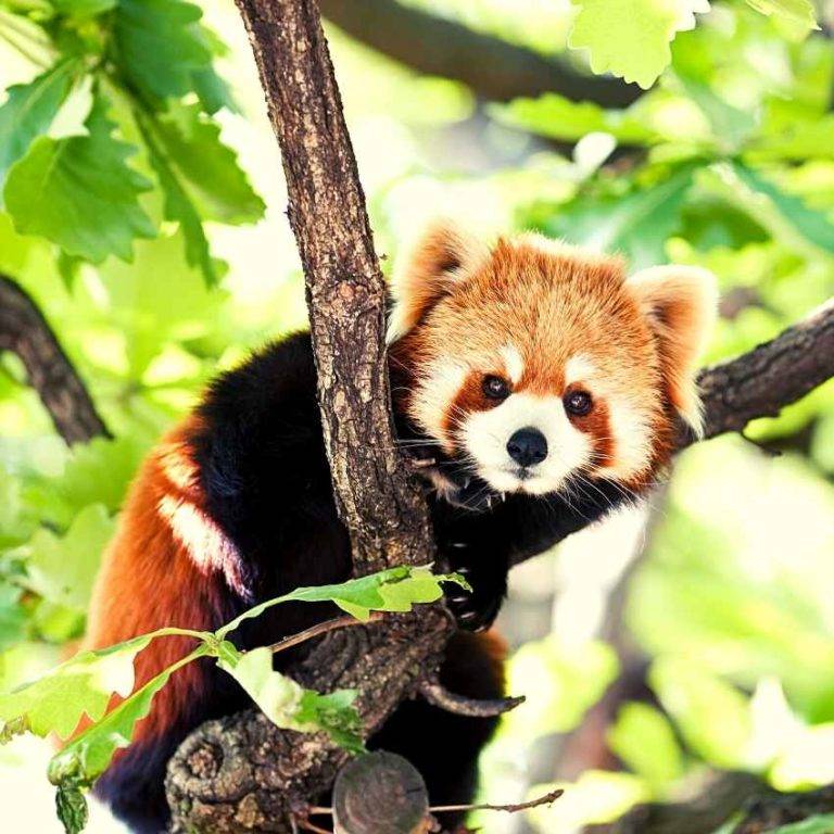 panda-spirit-animal-the-magical-creature-of-china-a-full-guide