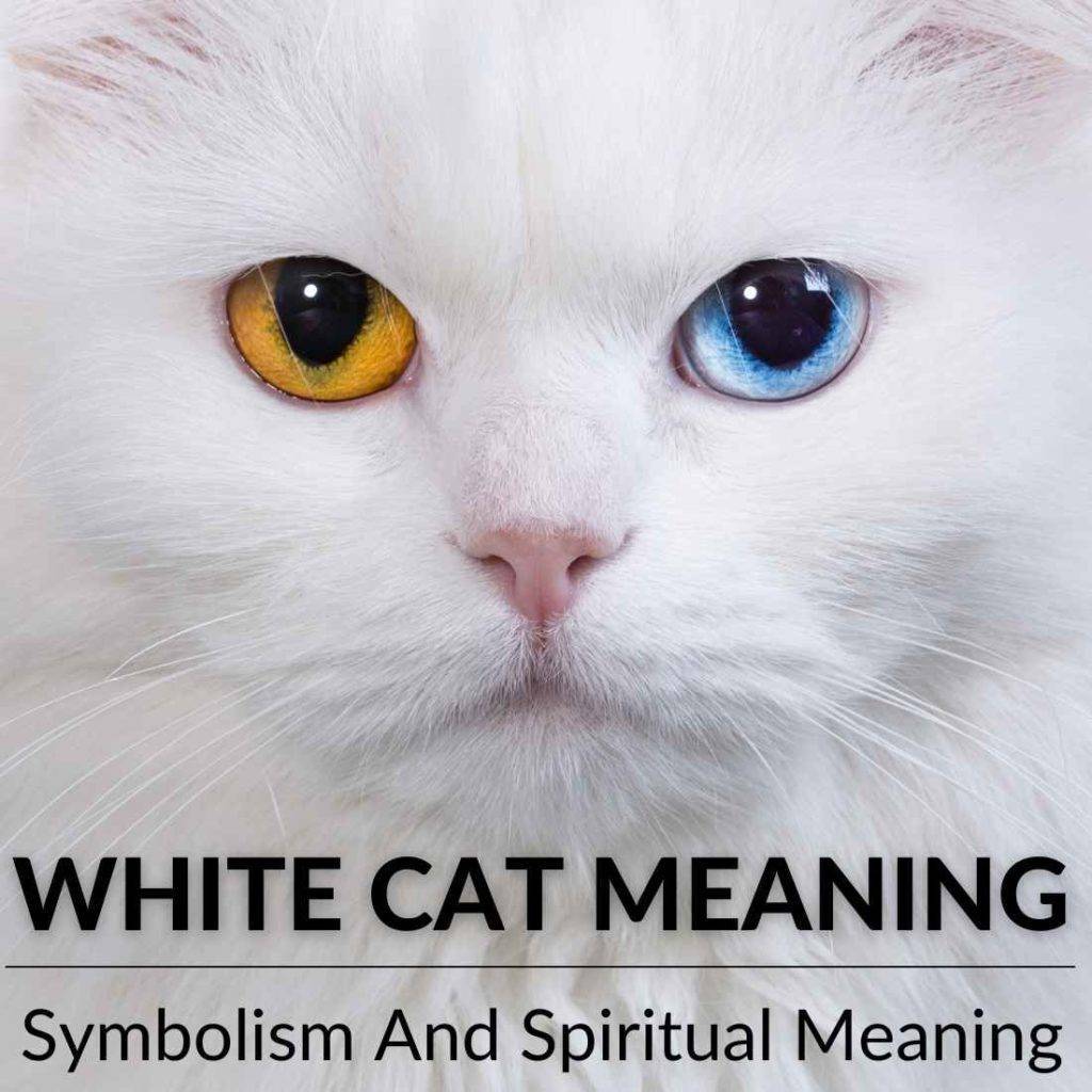 white-cat-meaning-symbolism-and-spiritual-meaning