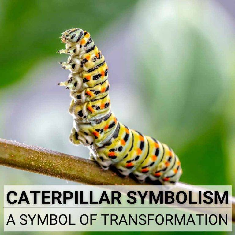 Insect Symbolism - What Is The Meaning of Bugs? - A Full Guide