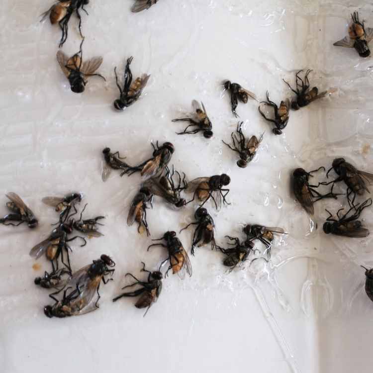 Black Flies In House Meaning Sudie Mcgovern