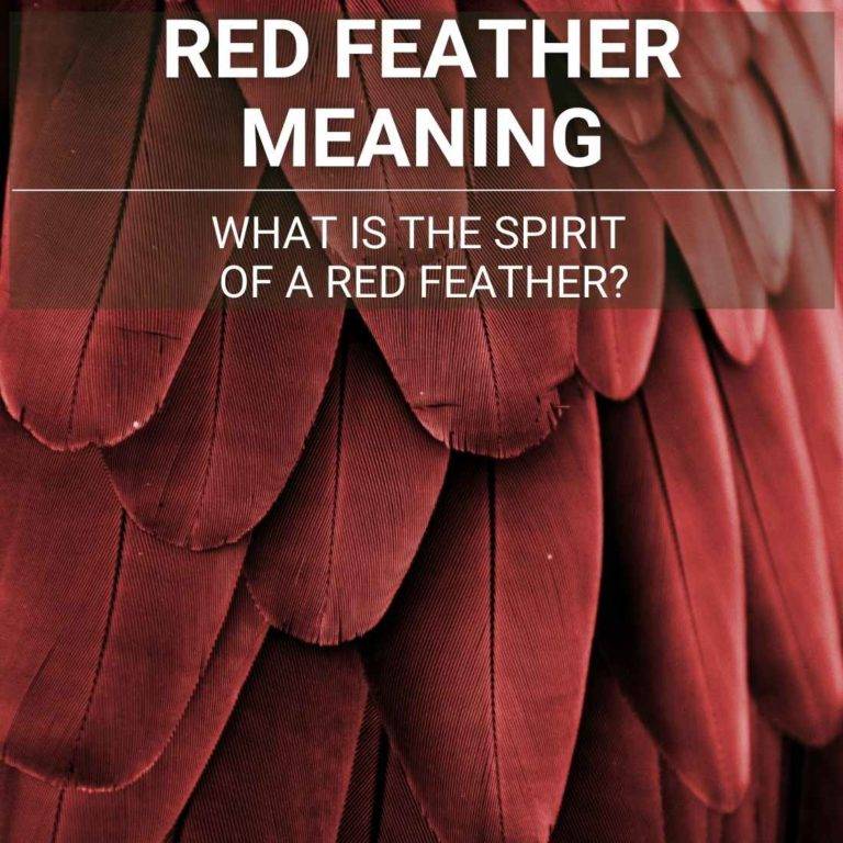 red-feather-meaning-what-is-the-spirit-of-a-red-feather