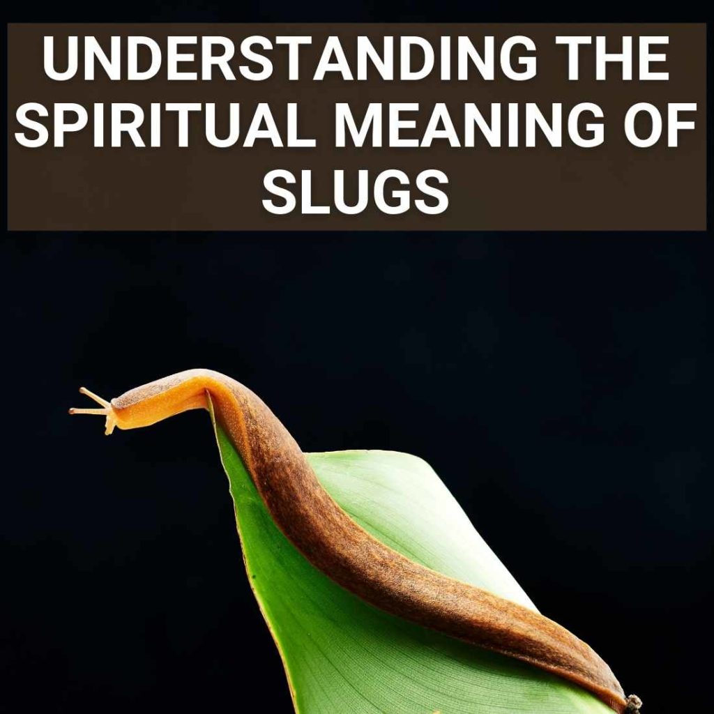 The Slug Spiritual Meaning Full Guide To The Symbolism