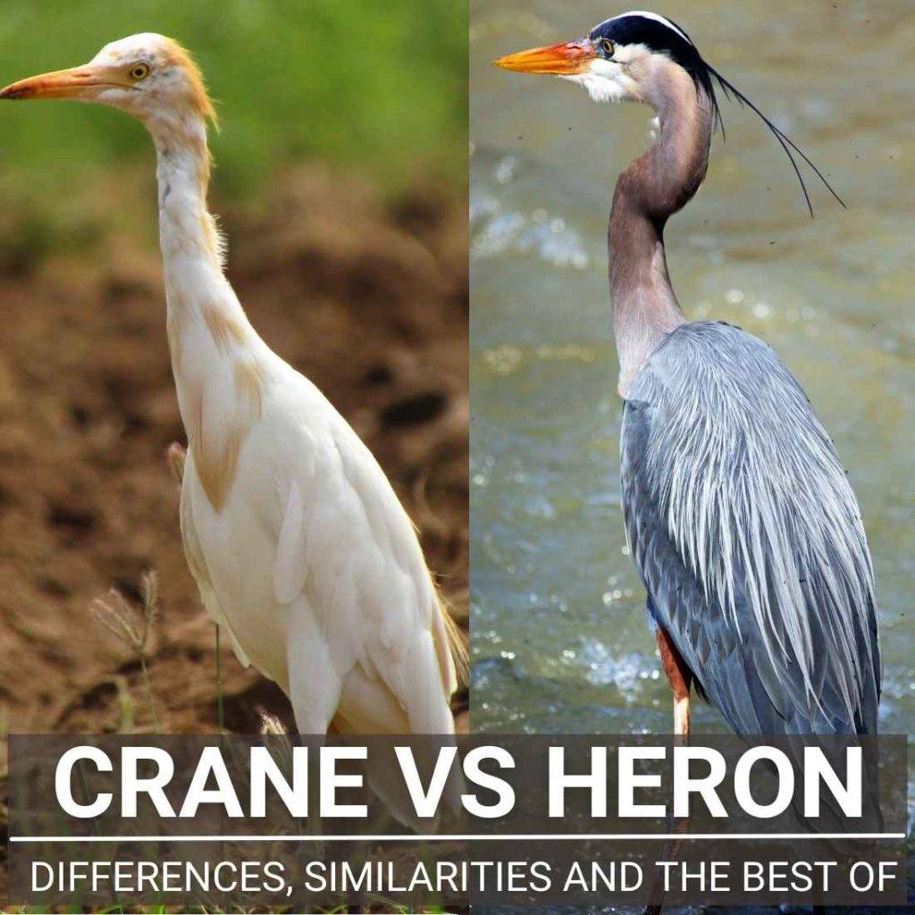 Crane Vs Heron - Differences And Similarities