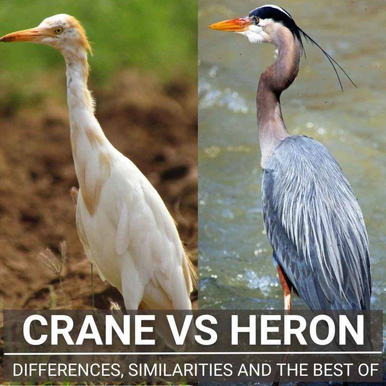 crane-vs-heron-differences-and-similarities