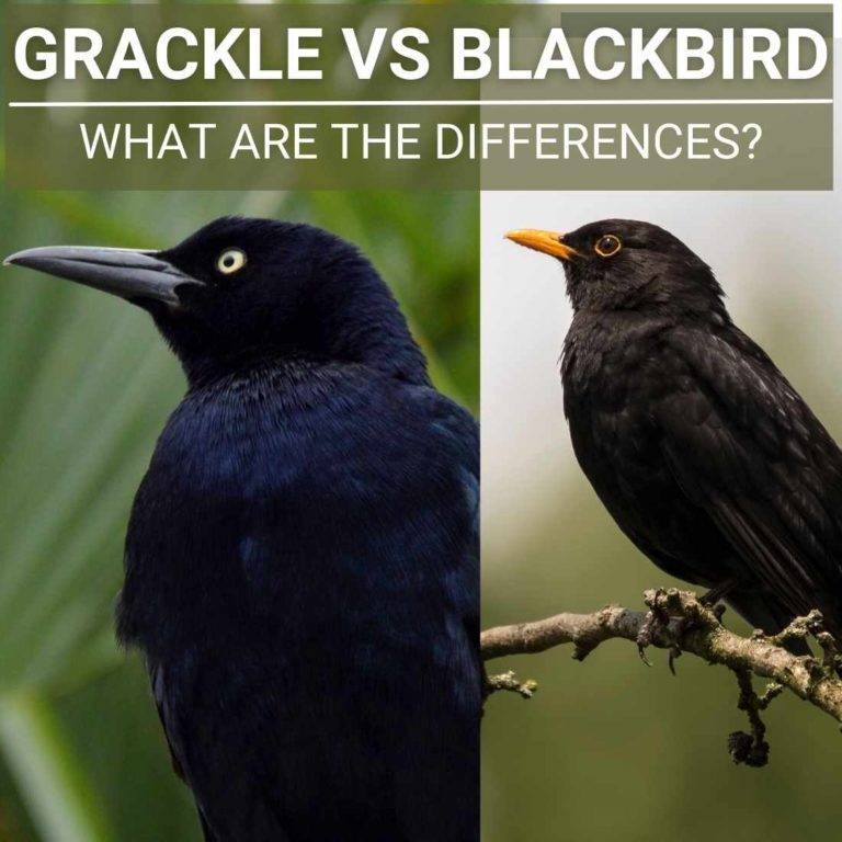 Grackle Vs Blackbird? Spot The Differences!