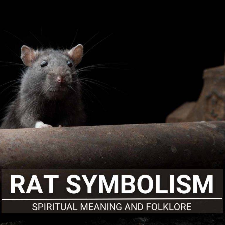 rat-symbolism-are-they-evil-from-spirituality-to-myths