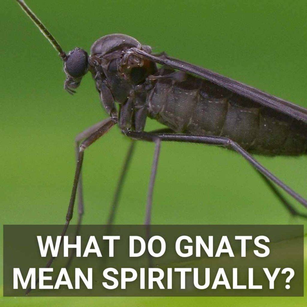 What Do Gnats Mean Spiritually?