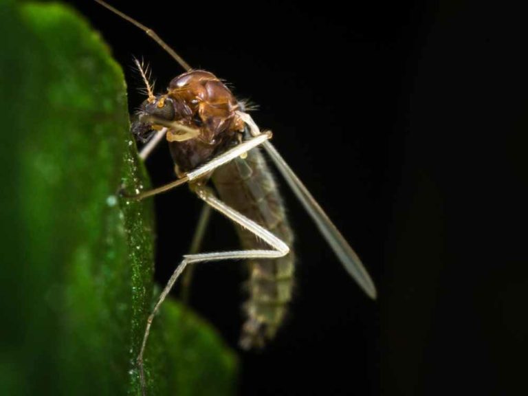 how-to-get-rid-of-gnats-in-your-home