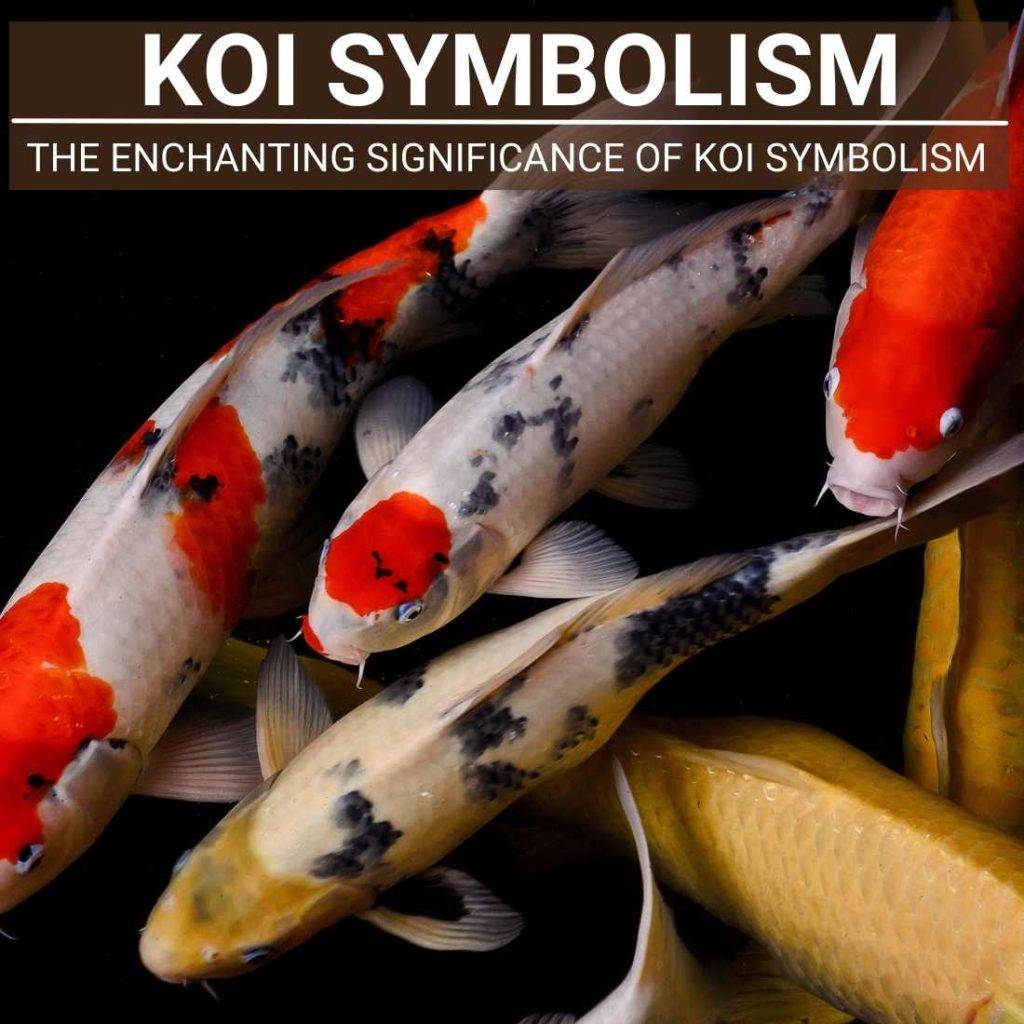 What Does Koi Represent