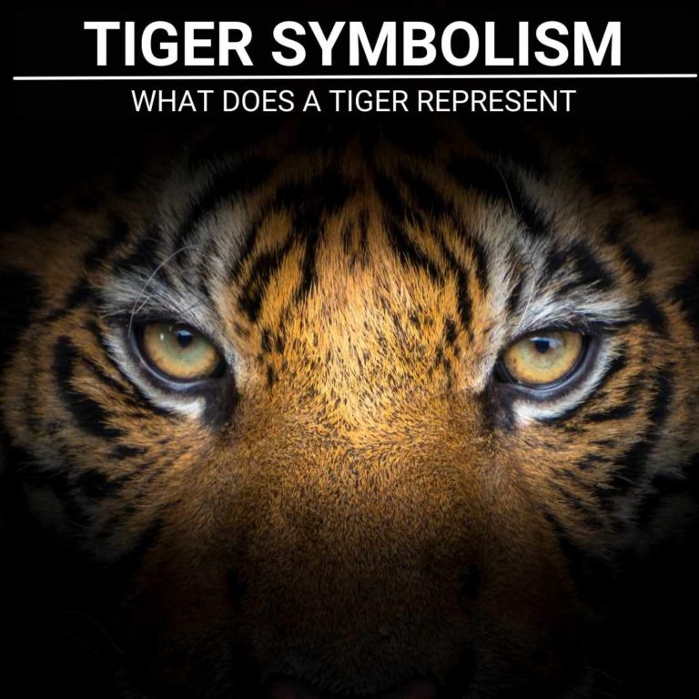 What Does A Tiger Symbolize In A Dream