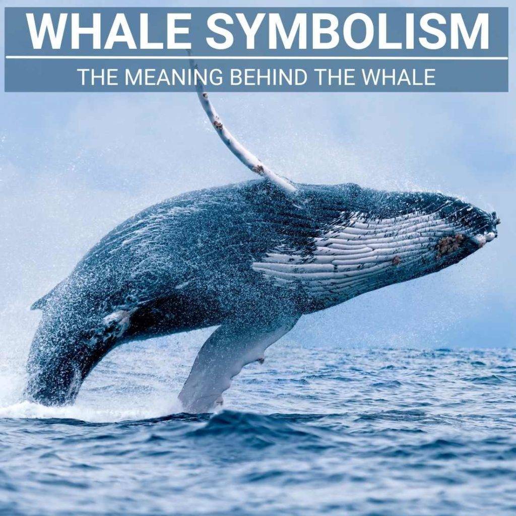 Whale Symbolism A Guide To The Spiritual Meaning Of The Whale