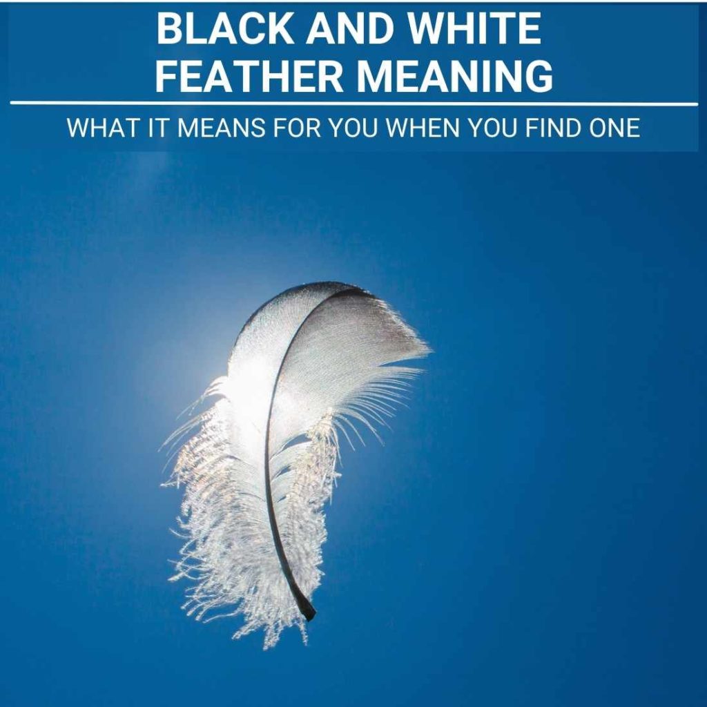 Black And White Feather Meaning The Spiritual Symbolism