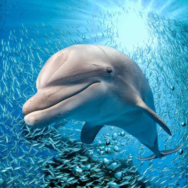 Dolphin Spirit Animal: Meaning, Symbolism, And Messages