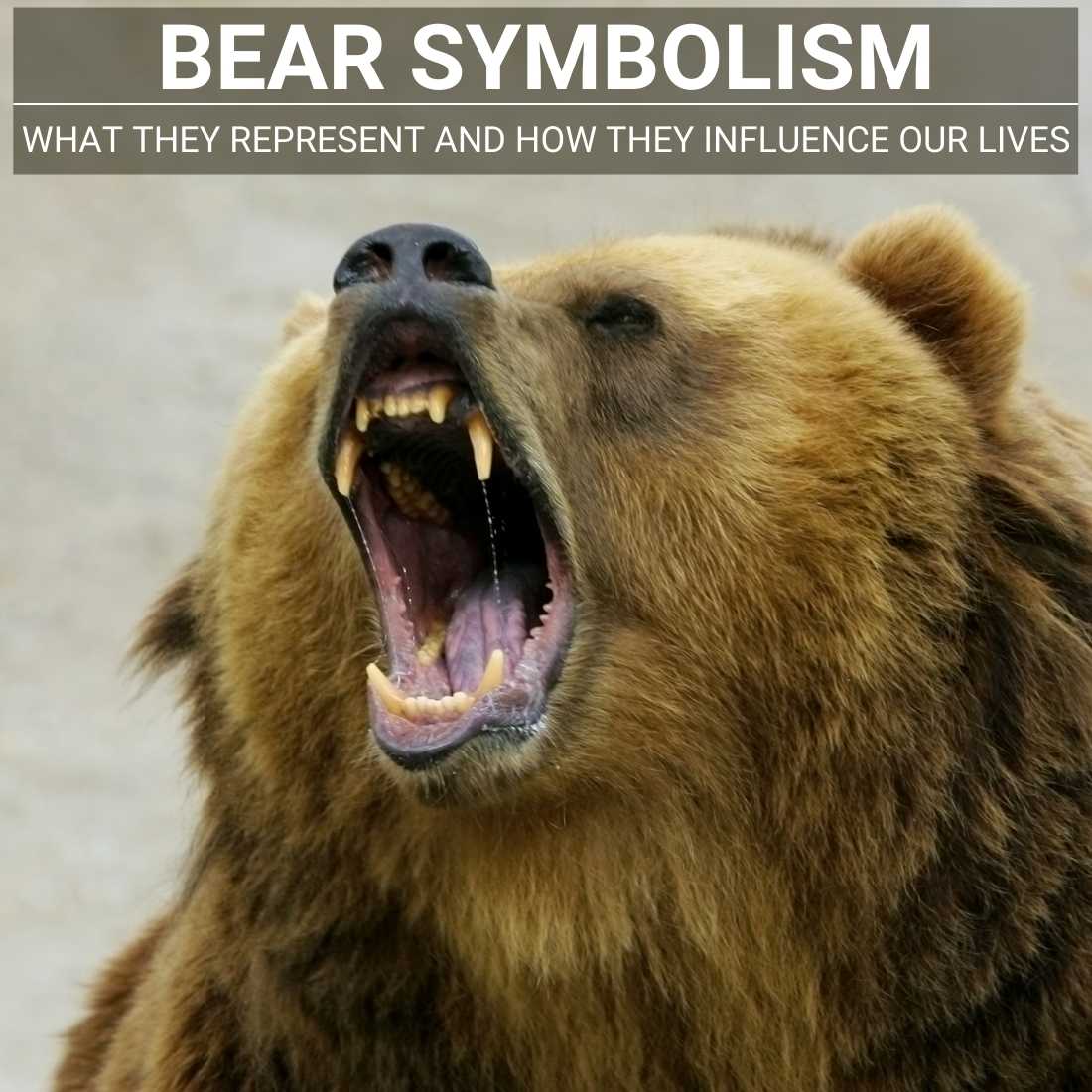 Bear Symbolism What Meaning Does The Bear Represent 