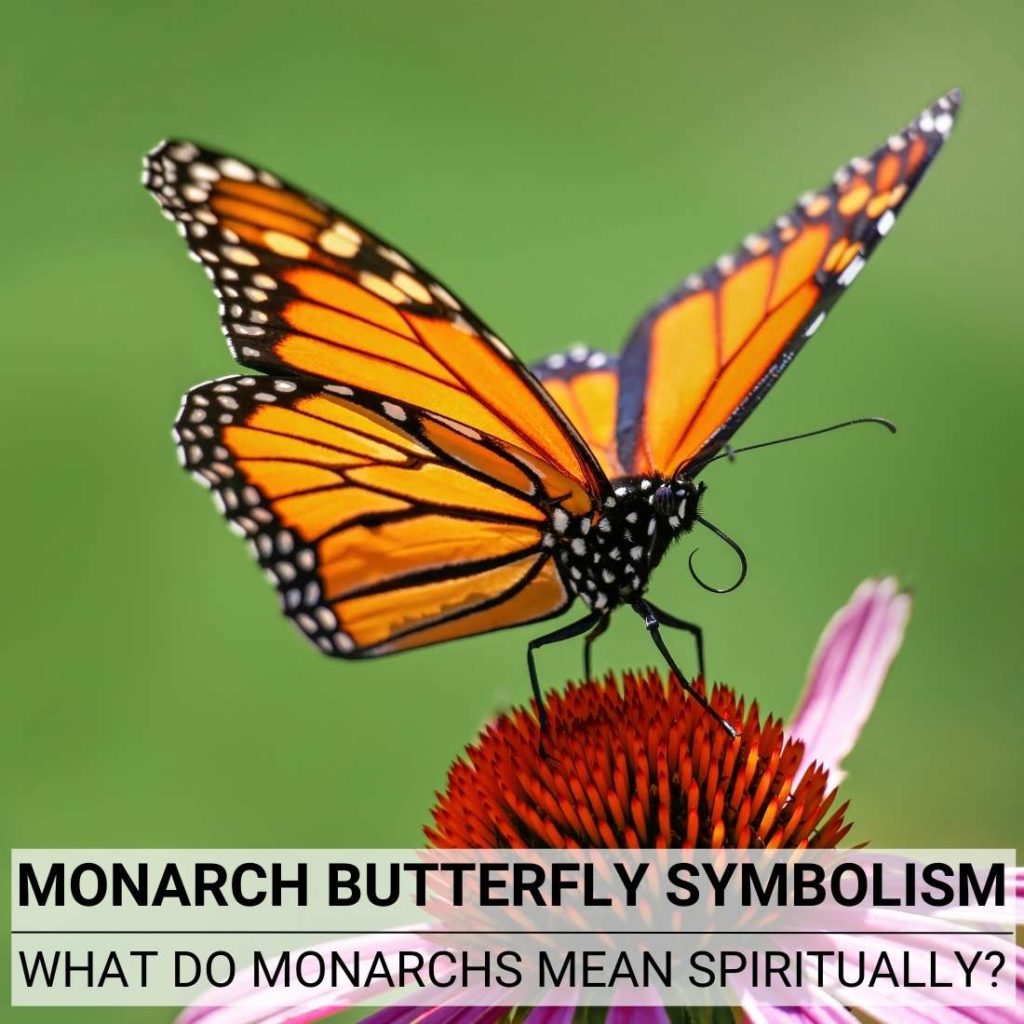 monarch-butterfly-symbolism-what-do-monarchs-mean-spiritually