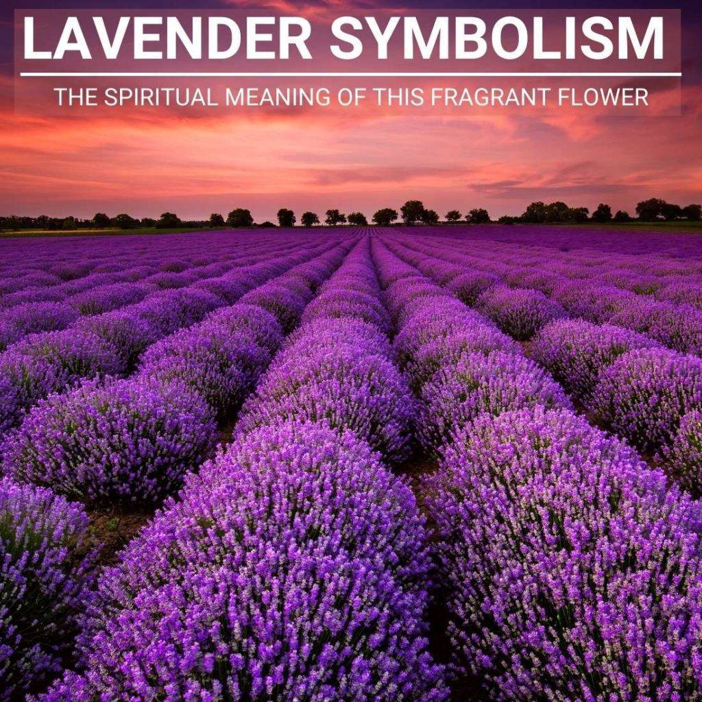 unlocking-lavender-s-spiritual-significance-and-symbolism