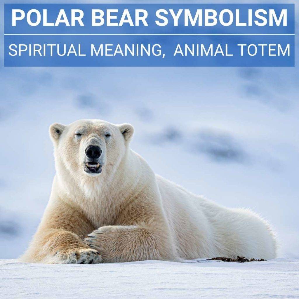 Polar Bear Symbolism What Does A Polar Bear Mean Spiritually 