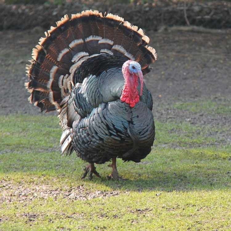 Exploring Turkey Symbolism From Dreams To Cultural Beliefs