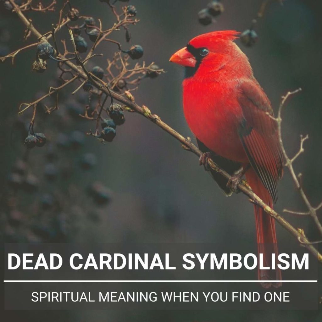 dead-cardinal-meaning-what-is-the-spiritual-symbolism