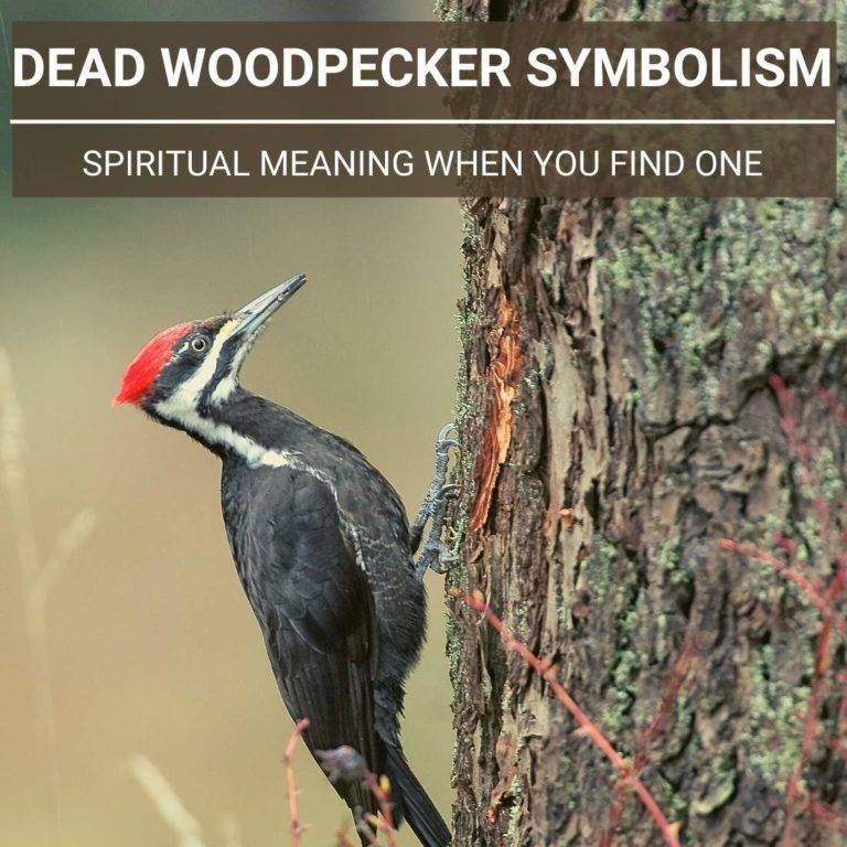 dead-woodpecker-symbolism-spiritual-meaning-when-you-one