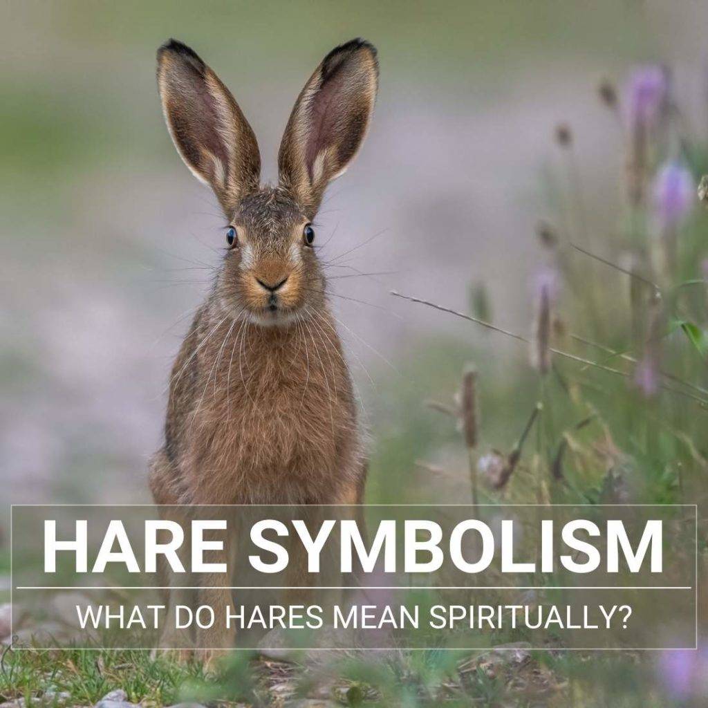 hare-symbolism-what-do-hares-mean-spiritually