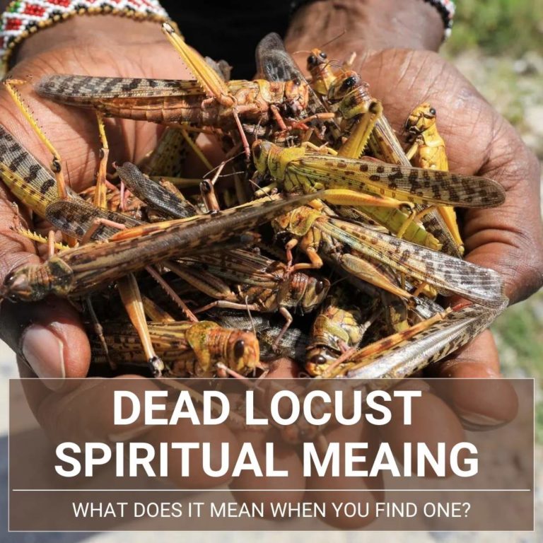 Dead Locust Spiritual Meaning And Symbolism