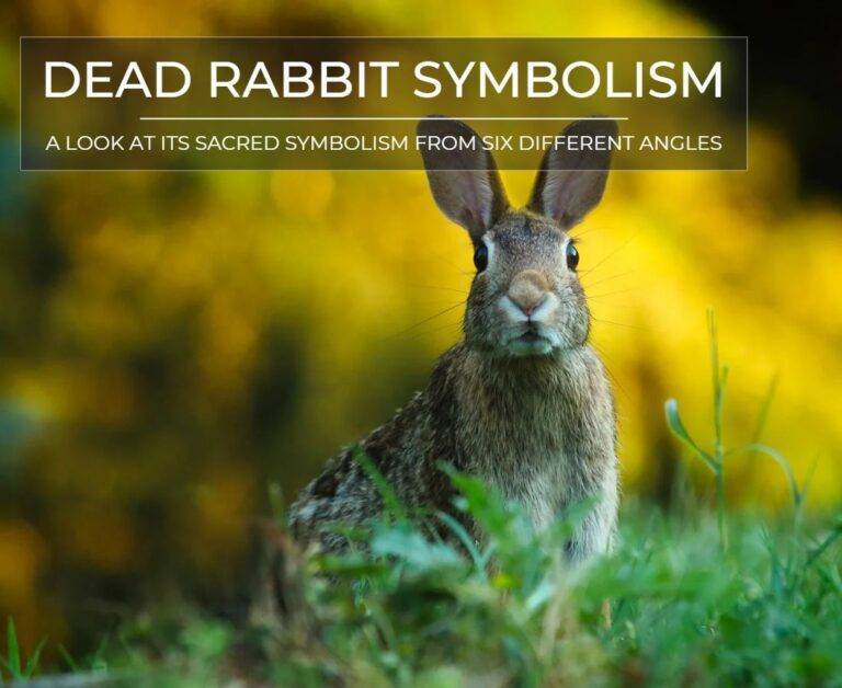 dead-rabbit-symbolism-6-important-spiritual-meanings