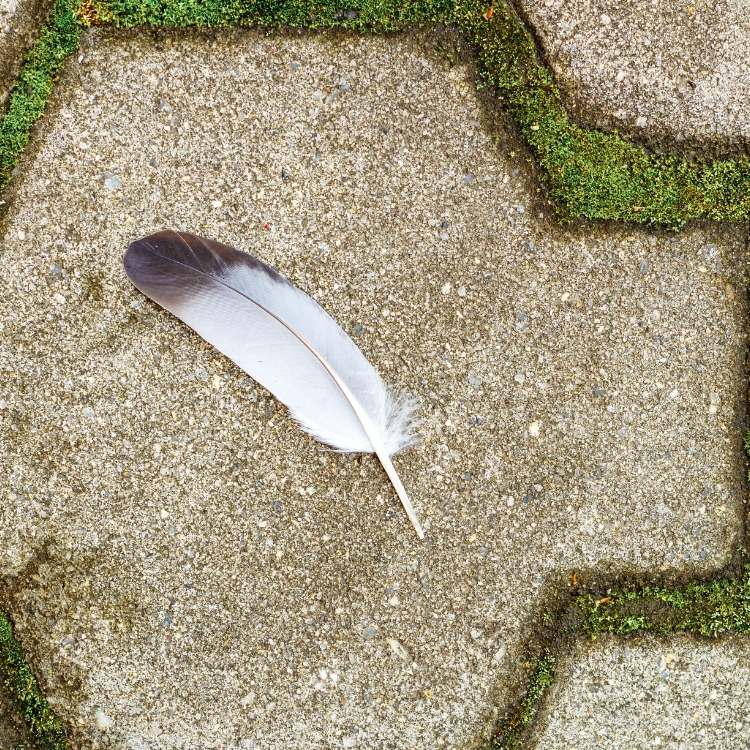 dove feather meaning