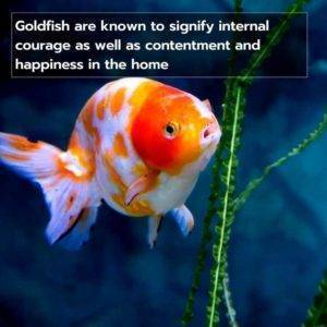 Goldfish Symbolism: What The Goldfish Represents In Your Life