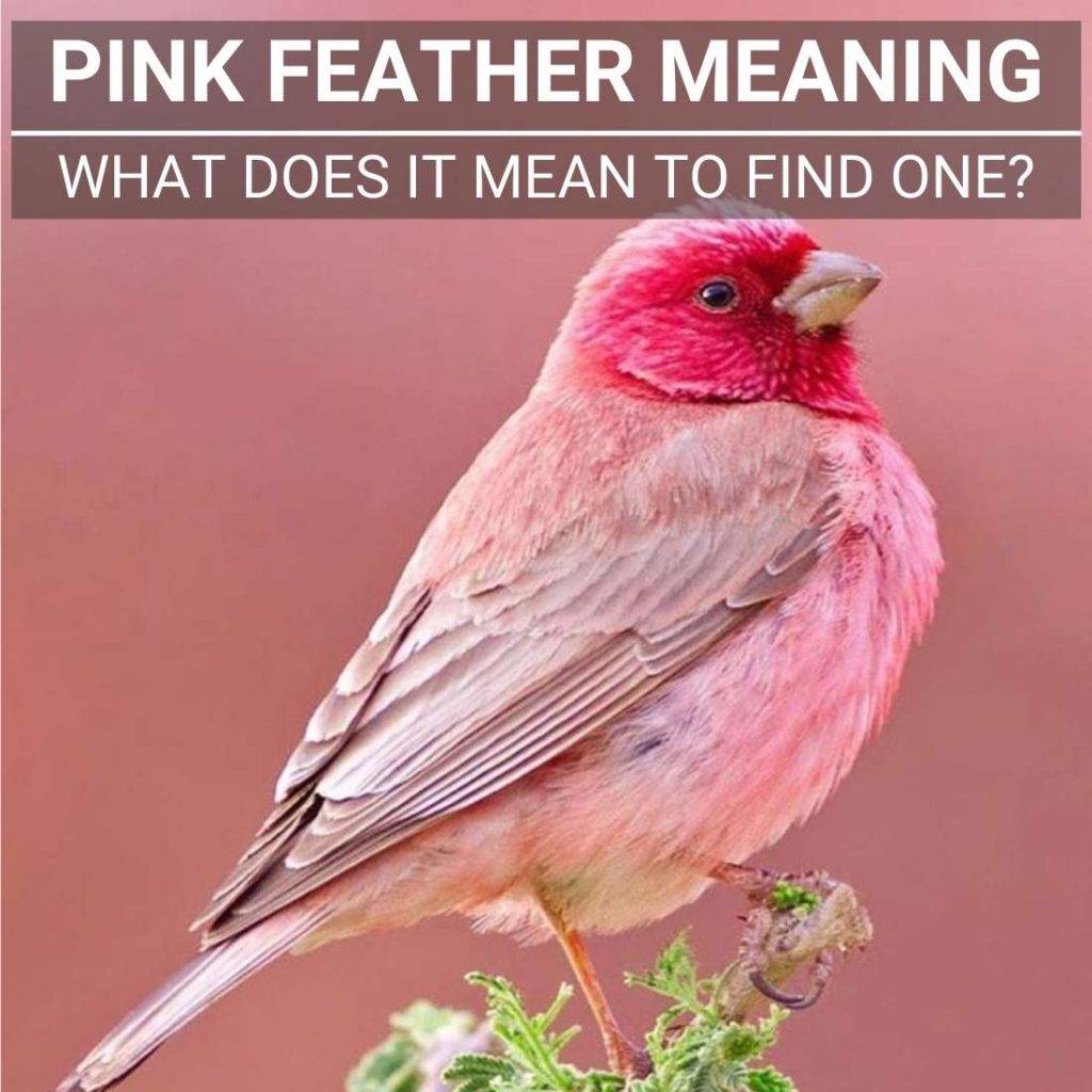 pink-feather-meaning-read-this-when-you-found-one