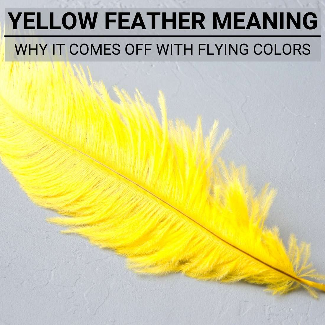 yellow-feather-meaning-and-symbolism-a-spiritual-guide-my-pets-routine