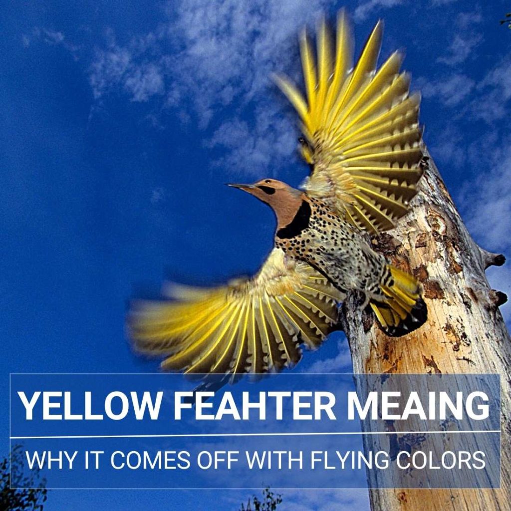 yellow-feather-meaning-read-this-when-you-found-one