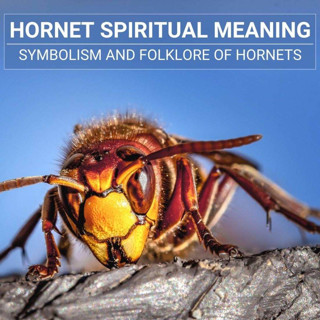 hornet-spiritual-meaning-symbolism-and-folklore-of-hornets