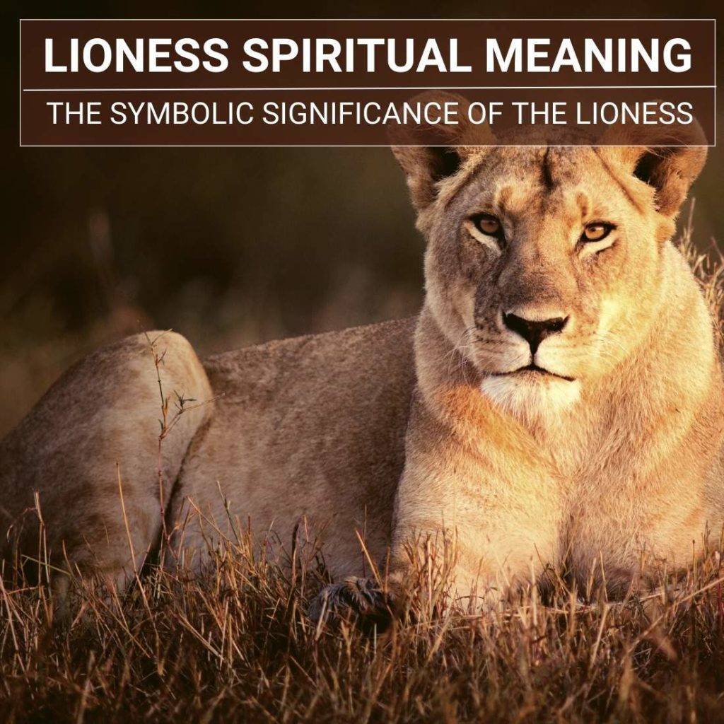 lioness-spiritual-meaning-unleashing-the-power-and-guidance